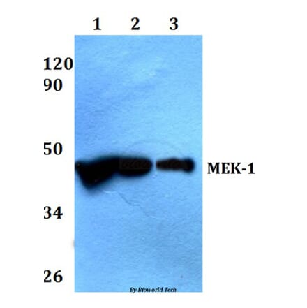 Anti-MEK1 (P293) Antibody from Bioworld Technology (AP0402) - Antibodies.com