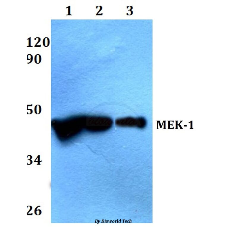 Anti-MEK1 (P293) Antibody from Bioworld Technology (AP0402) - Antibodies.com