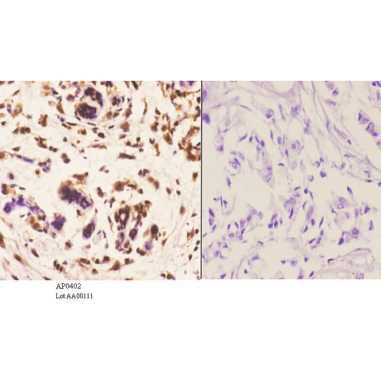 Anti-MEK1 (P293) Antibody from Bioworld Technology (AP0402) - Antibodies.com
