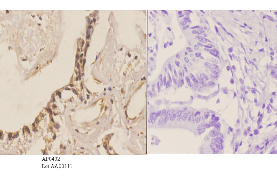 Anti-MEK1 (P293) Antibody from Bioworld Technology (AP0402) - Antibodies.com
