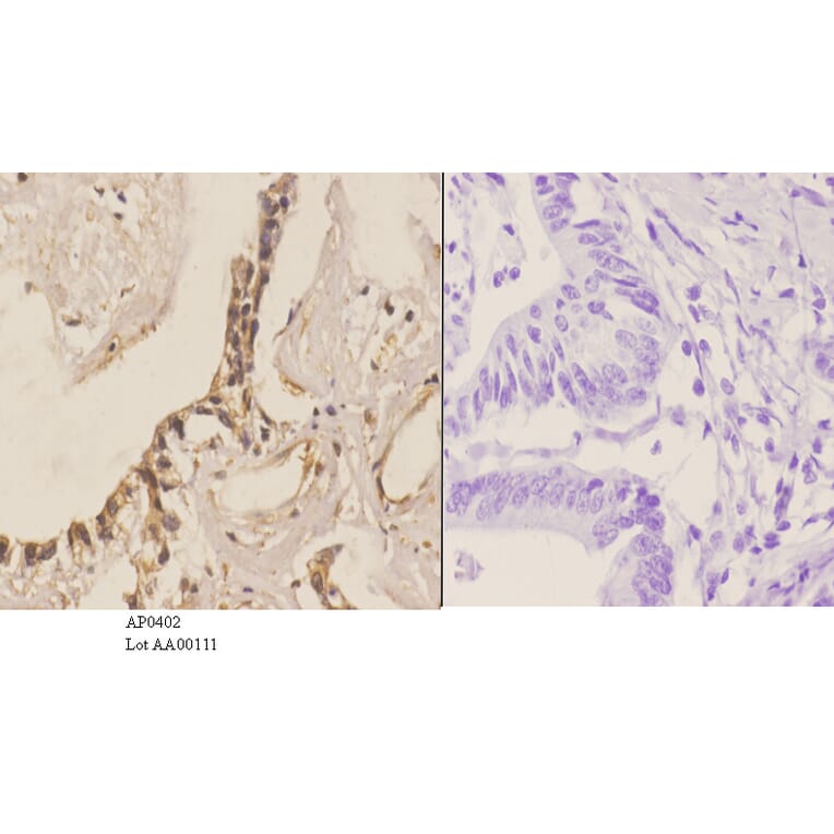 Anti-MEK1 (P293) Antibody from Bioworld Technology (AP0402) - Antibodies.com