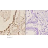 Anti-MEK1 (P293) Antibody from Bioworld Technology (AP0402) - Antibodies.com