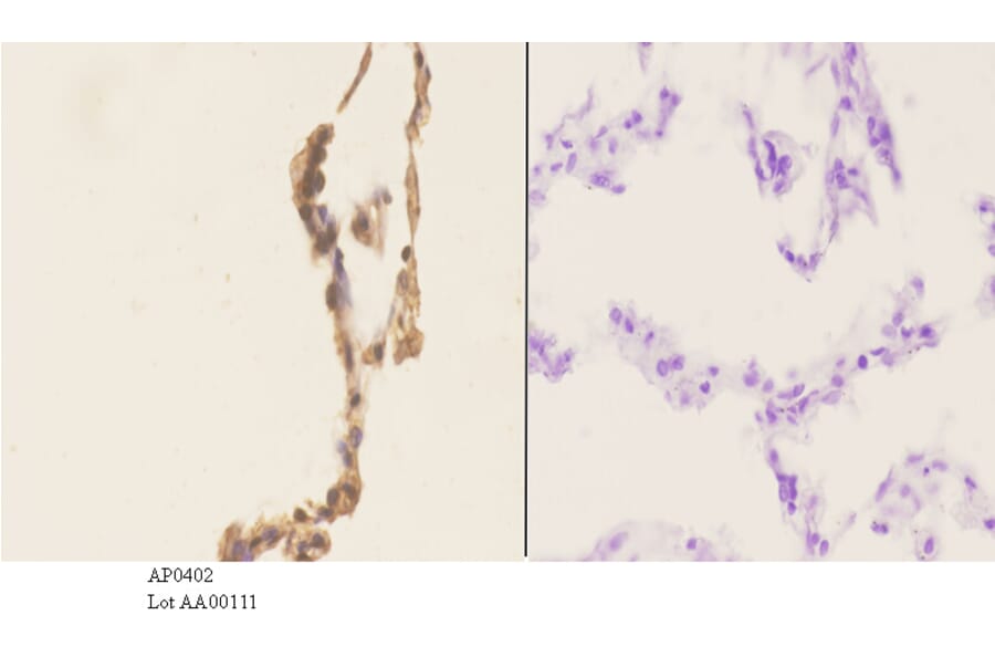 Anti-MEK1 (P293) Antibody from Bioworld Technology (AP0402) - Antibodies.com