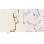 Anti-MEK1 (P293) Antibody from Bioworld Technology (AP0402) - Antibodies.com