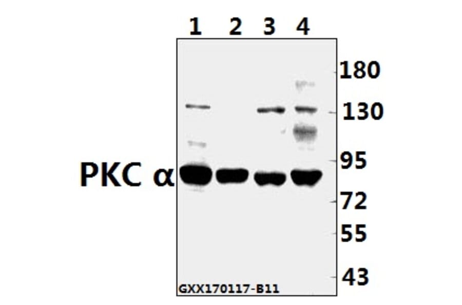 Anti-PKC α (G633) Antibody from Bioworld Technology (AP0408) - Antibodies.com