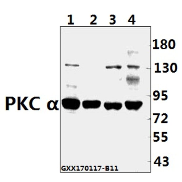 Anti-PKC α (G633) Antibody from Bioworld Technology (AP0408) - Antibodies.com