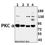 Anti-PKC α (G633) Antibody from Bioworld Technology (AP0408) - Antibodies.com