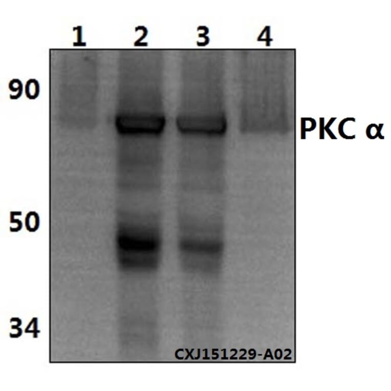 Anti-PKC α (G633) Antibody from Bioworld Technology (AP0408) - Antibodies.com