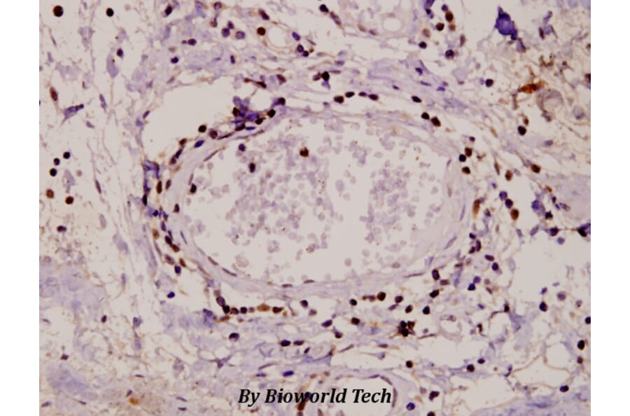 Anti-PKC α (G633) Antibody from Bioworld Technology (AP0408) - Antibodies.com