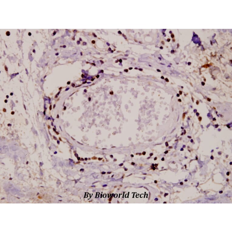 Anti-PKC α (G633) Antibody from Bioworld Technology (AP0408) - Antibodies.com
