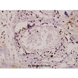 Anti-PKC α (G633) Antibody from Bioworld Technology (AP0408) - Antibodies.com