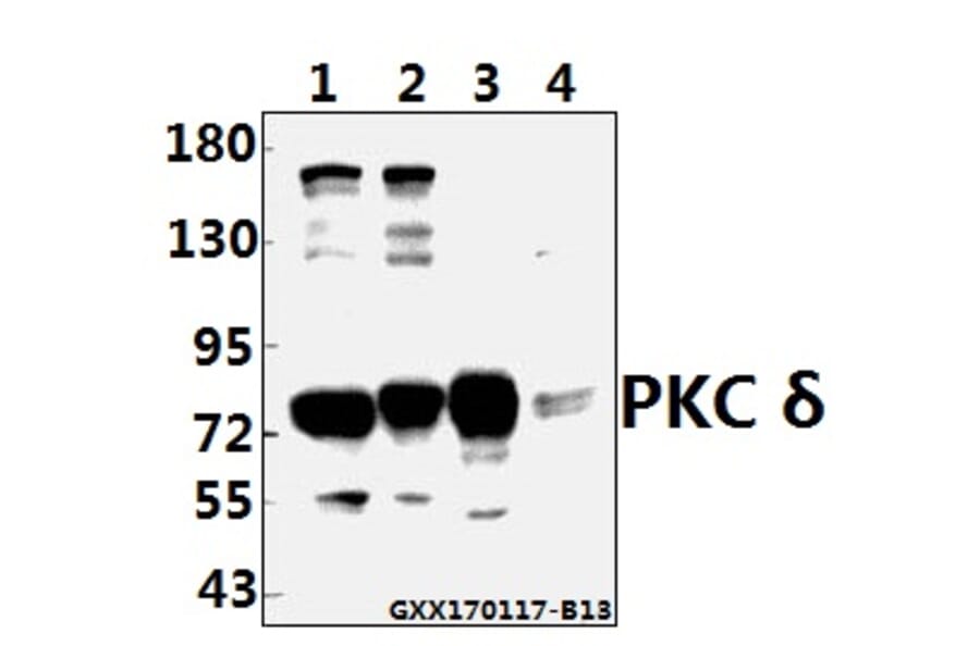 Anti-PKC δ (G499) Antibody from Bioworld Technology (AP0409) - Antibodies.com