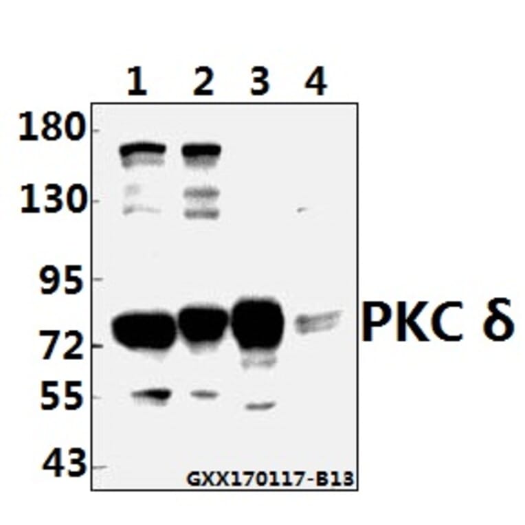 Anti-PKC δ (G499) Antibody from Bioworld Technology (AP0409) - Antibodies.com