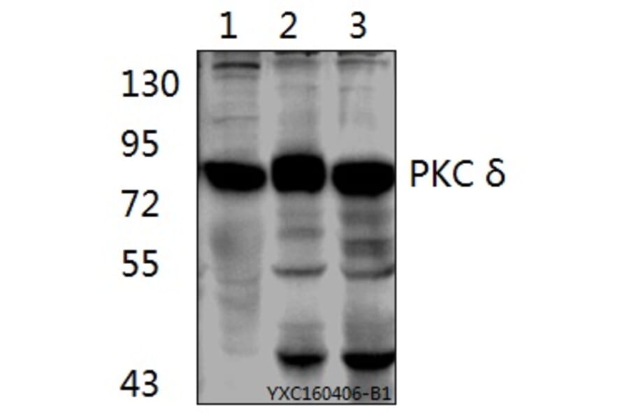 Anti-PKC δ (G499) Antibody from Bioworld Technology (AP0409) - Antibodies.com