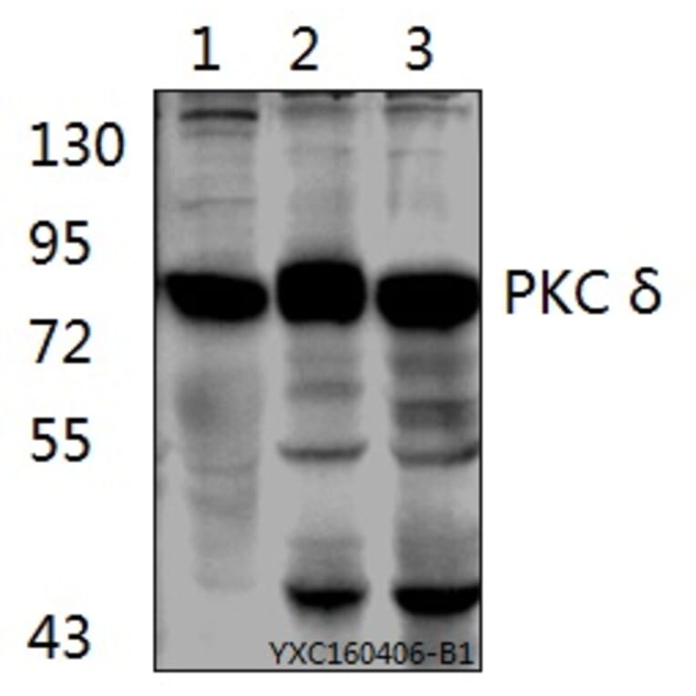 Anti-PKC δ (G499) Antibody from Bioworld Technology (AP0409) - Antibodies.com