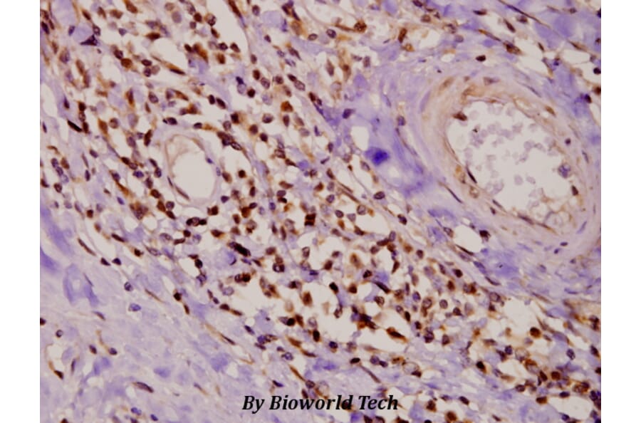 Anti-PKC δ (G499) Antibody from Bioworld Technology (AP0409) - Antibodies.com