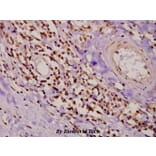 Anti-PKC δ (G499) Antibody from Bioworld Technology (AP0409) - Antibodies.com