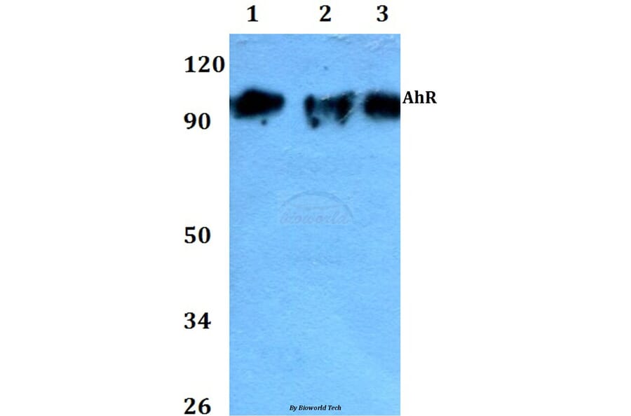 Anti-AhR (K32) Antibody from Bioworld Technology (AP0420) - Antibodies.com