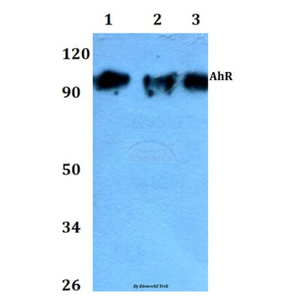 Anti-AhR (K32) Antibody from Bioworld Technology (AP0420) - Antibodies.com