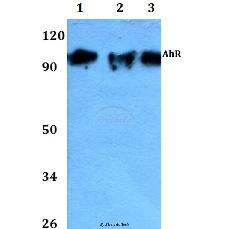 Anti-AhR (K32) Antibody from Bioworld Technology (AP0420) - Antibodies.com