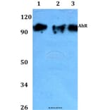 Anti-AhR (K32) Antibody from Bioworld Technology (AP0420) - Antibodies.com