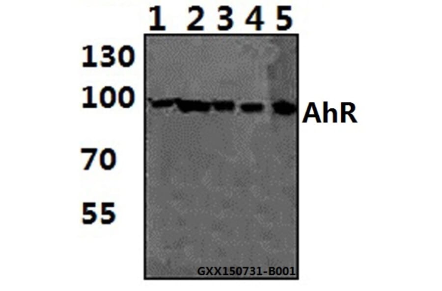 Anti-AhR (K32) Antibody from Bioworld Technology (AP0420) - Antibodies.com