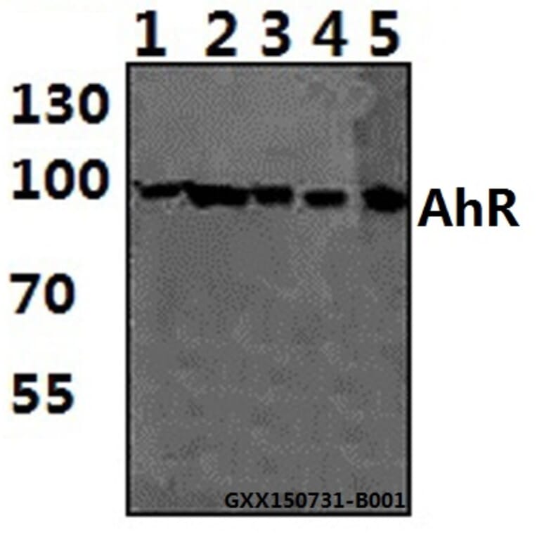Anti-AhR (K32) Antibody from Bioworld Technology (AP0420) - Antibodies.com