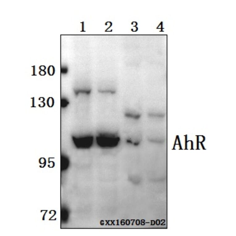 Anti-AhR (K32) Antibody from Bioworld Technology (AP0420) - Antibodies.com