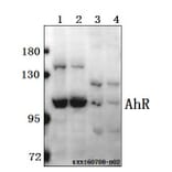 Anti-AhR (K32) Antibody from Bioworld Technology (AP0420) - Antibodies.com