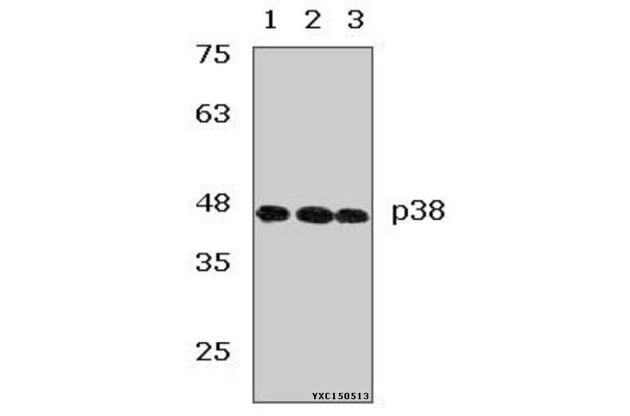 Anti-p38 (V318) Antibody from Bioworld Technology (AP0424) - Antibodies.com