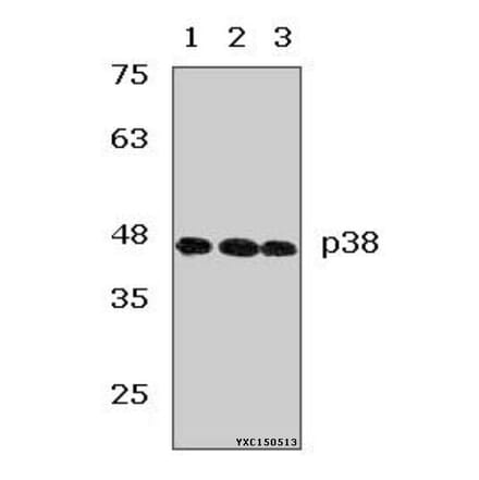 Anti-p38 (V318) Antibody from Bioworld Technology (AP0424) - Antibodies.com