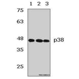 Anti-p38 (V318) Antibody from Bioworld Technology (AP0424) - Antibodies.com