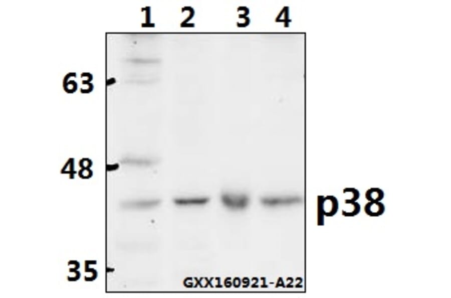 Anti-p38 (V318) Antibody from Bioworld Technology (AP0424) - Antibodies.com