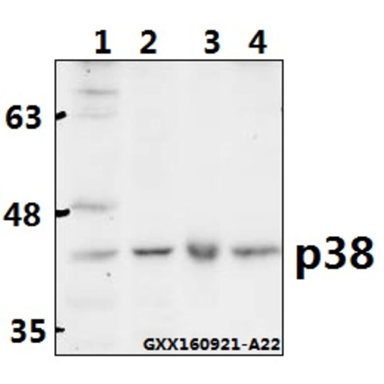 Anti-p38 (V318) Antibody from Bioworld Technology (AP0424) - Antibodies.com
