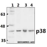 Anti-p38 (V318) Antibody from Bioworld Technology (AP0424) - Antibodies.com
