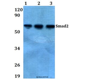 Anti-Smad2 (S2) Antibody from Bioworld Technology (AP0444) - Antibodies.com