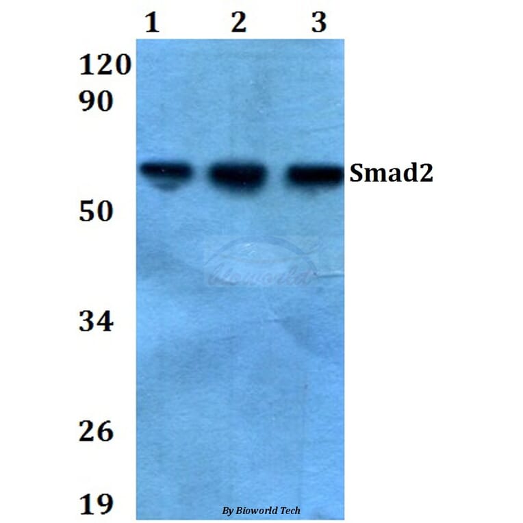 Anti-Smad2 (S2) Antibody from Bioworld Technology (AP0444) - Antibodies.com