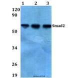 Anti-Smad2 (S2) Antibody from Bioworld Technology (AP0444) - Antibodies.com