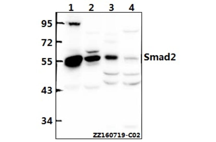 Anti-Smad2 (S2) Antibody from Bioworld Technology (AP0444) - Antibodies.com