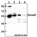 Anti-Smad2 (S2) Antibody from Bioworld Technology (AP0444) - Antibodies.com