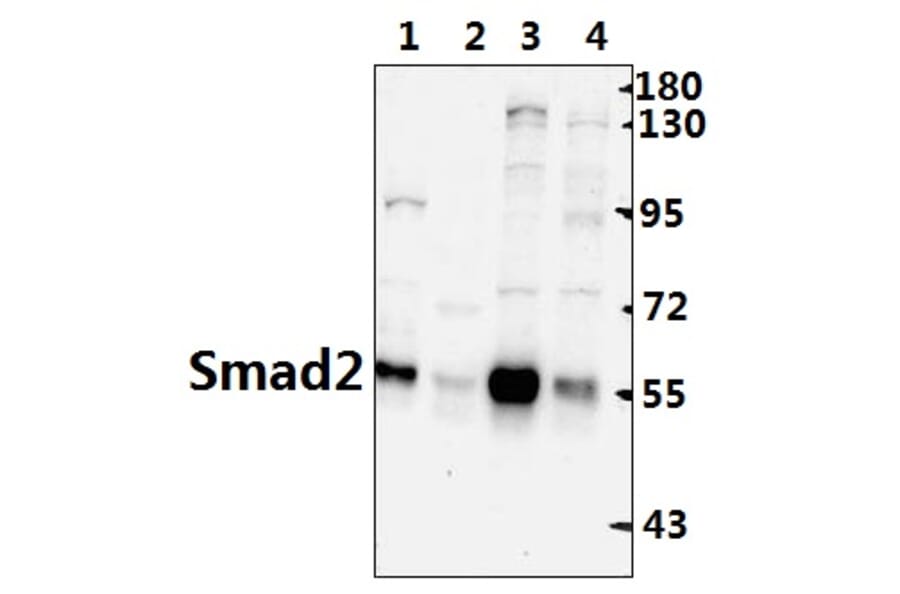 Anti-Smad2 (S2) Antibody from Bioworld Technology (AP0444) - Antibodies.com