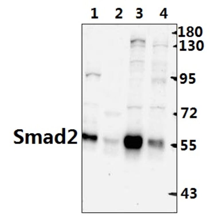 Anti-Smad2 (S2) Antibody from Bioworld Technology (AP0444) - Antibodies.com