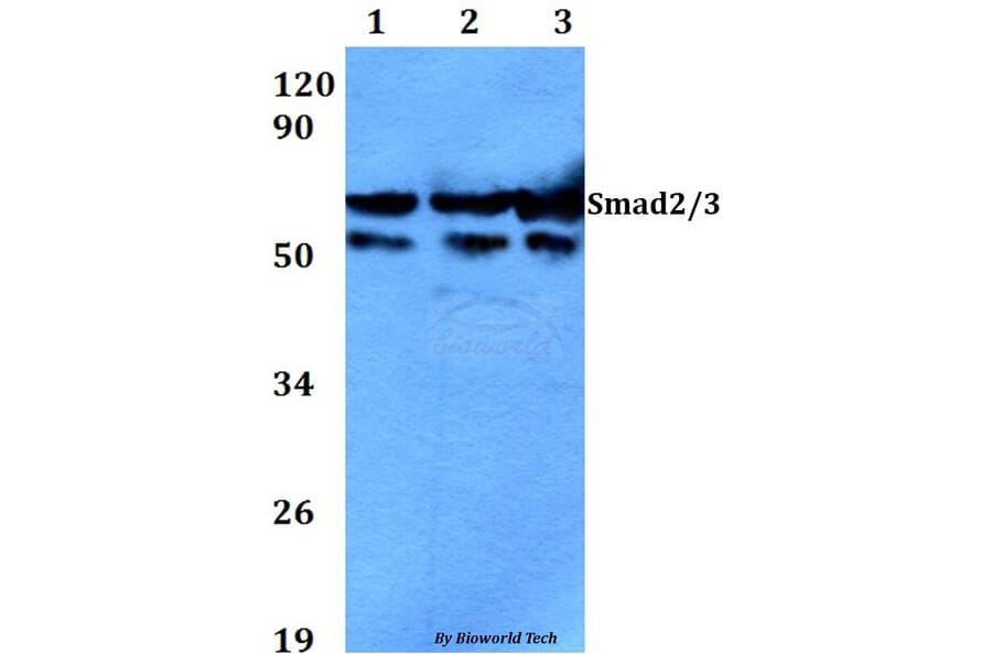Anti-Smad2/3 (N175) Antibody from Bioworld Technology (AP0445) - Antibodies.com