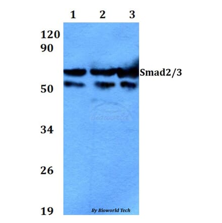 Anti-Smad2/3 (N175) Antibody from Bioworld Technology (AP0445) - Antibodies.com