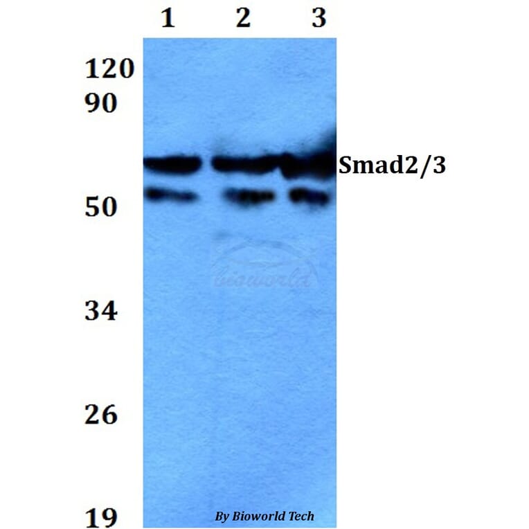 Anti-Smad2/3 (N175) Antibody from Bioworld Technology (AP0445) - Antibodies.com