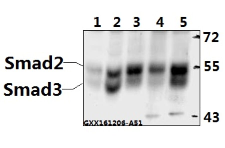 Anti-Smad2/3 (N175) Antibody from Bioworld Technology (AP0445) - Antibodies.com