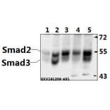 Anti-Smad2/3 (N175) Antibody from Bioworld Technology (AP0445) - Antibodies.com
