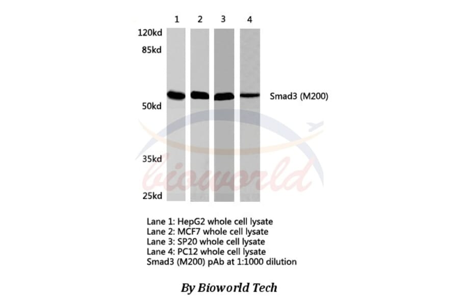 Anti-Smad3 (M200) Antibody from Bioworld Technology (AP0446) - Antibodies.com