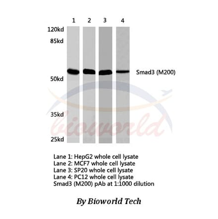 Anti-Smad3 (M200) Antibody from Bioworld Technology (AP0446) - Antibodies.com