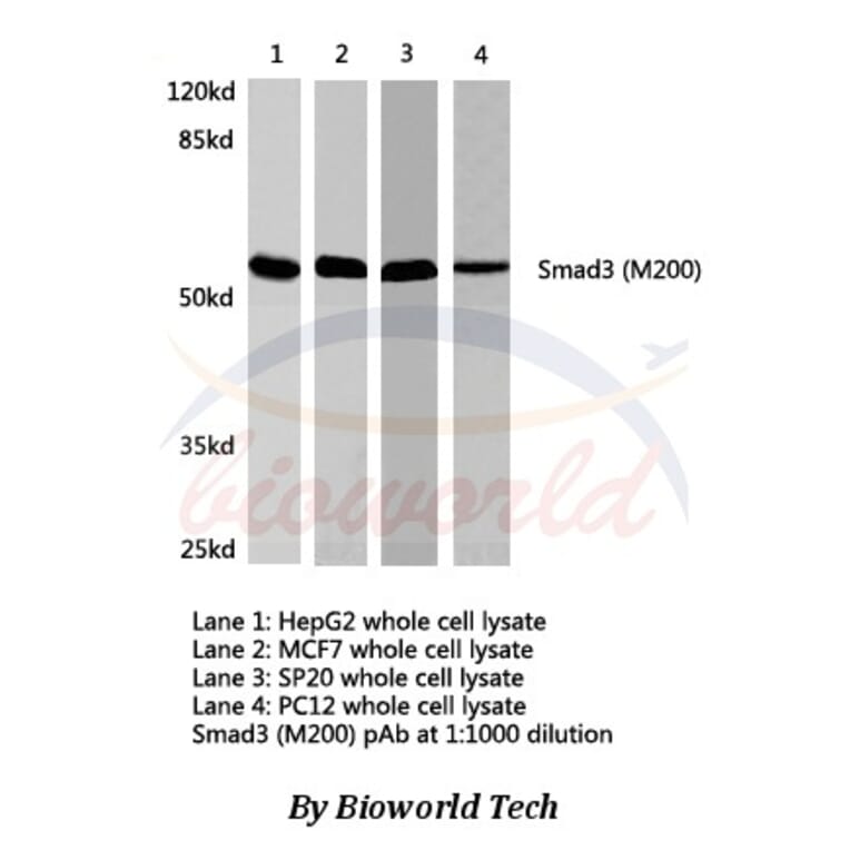 Anti-Smad3 (M200) Antibody from Bioworld Technology (AP0446) - Antibodies.com